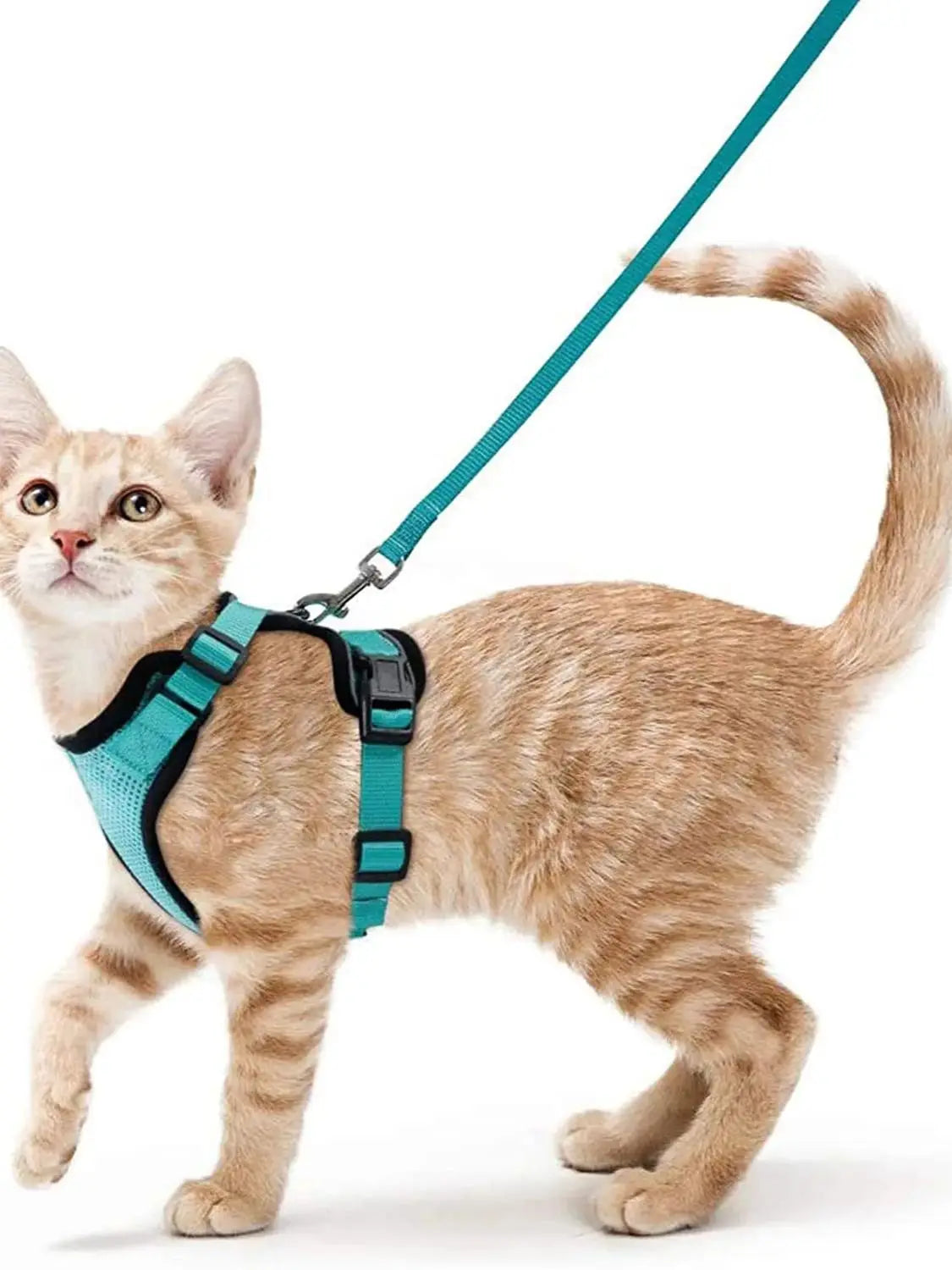 Secure and Comfortable Cat Walking Harness