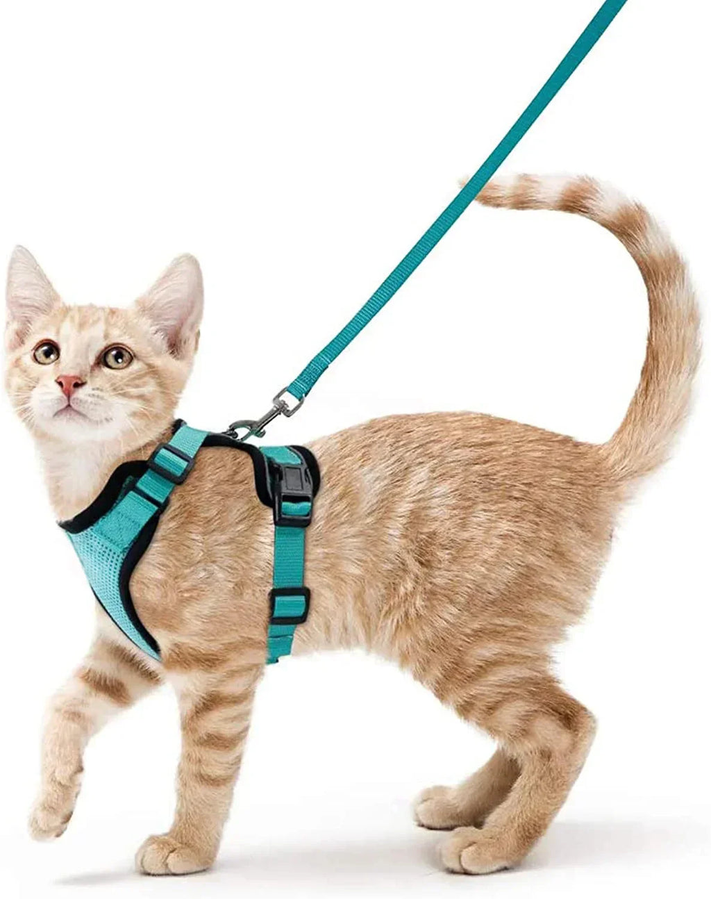 Secure and Comfortable Cat Walking Harness
