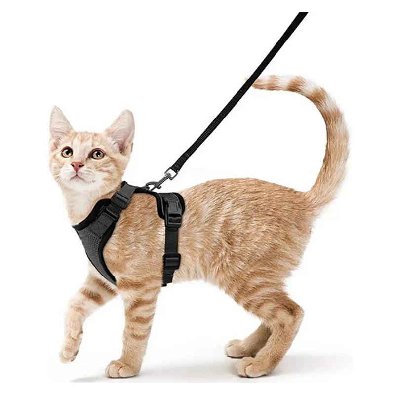Secure and Comfortable Cat Walking Harness