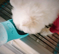 Dog Water Bottle