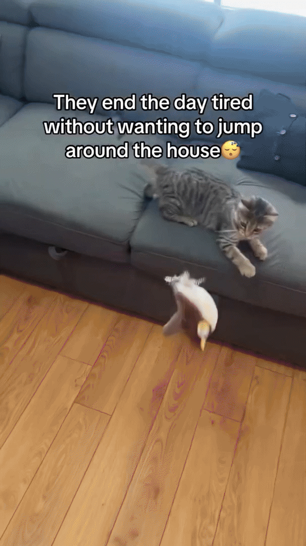Cat's New Interactive Plush Toy for Play