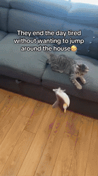 Cat's New Interactive Plush Toy for Play